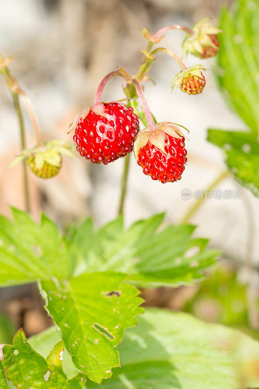 野生木草莓(Fragaria vesca)